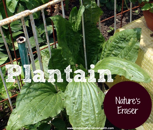 Plantian